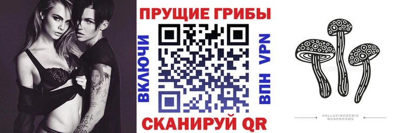 Купить закладки  Киреевск  Псилоцибиновые грибы мицелий 
